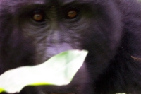 Visiting Gorillas